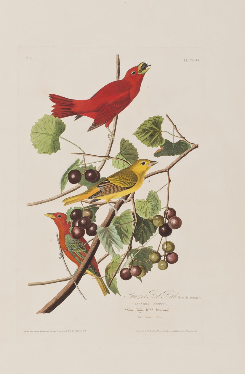 Illusztráció a "Birds of America"-ból alkotó: John James Audubon