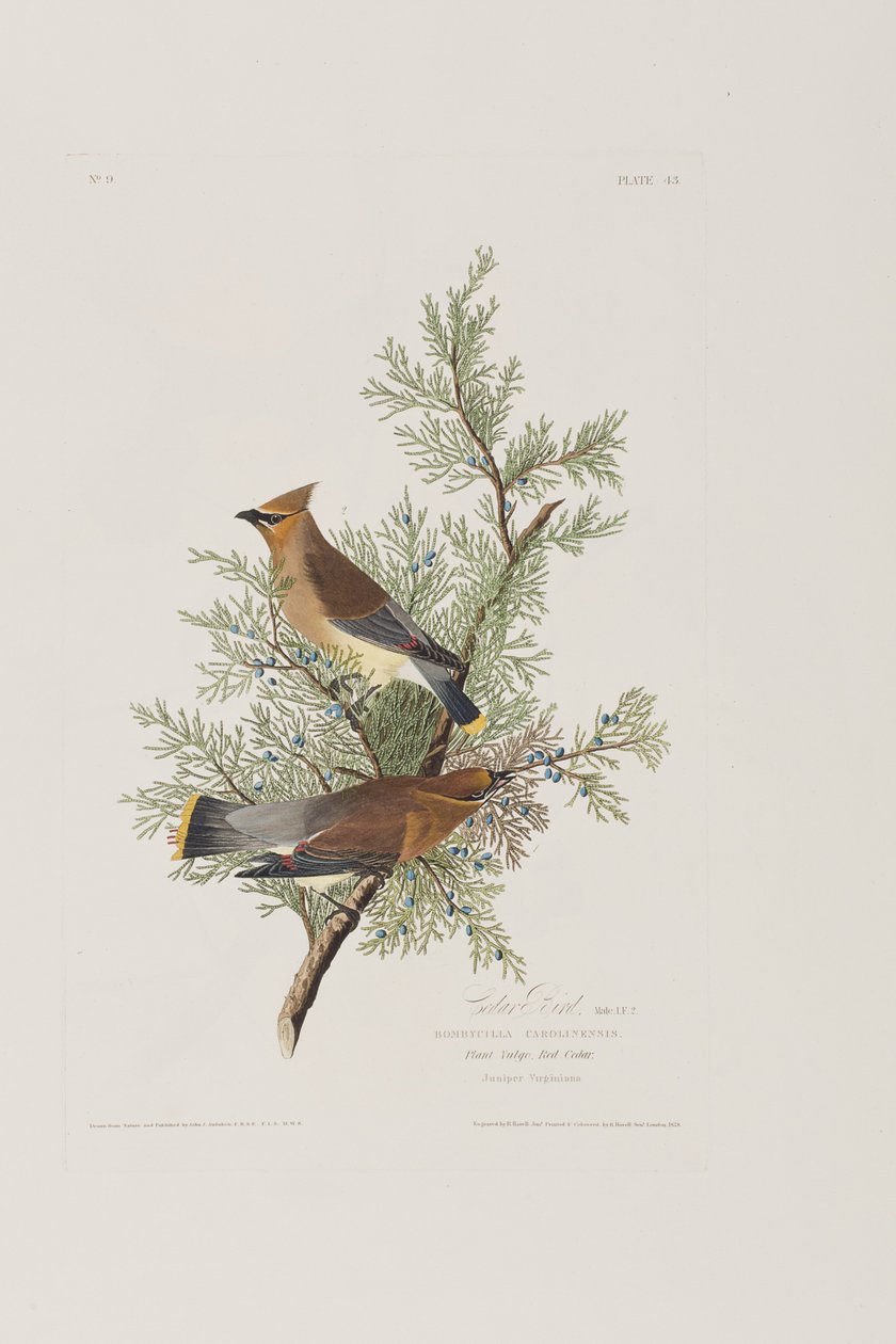 Illusztráció a "Birds of America"-ból alkotó: John James Audubon