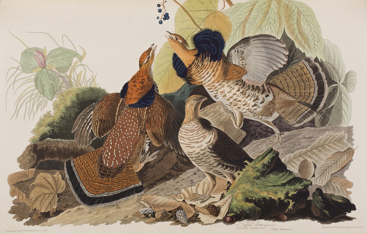 Illusztráció a "Birds of America"-ból alkotó: John James Audubon