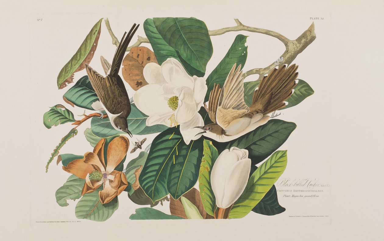 Illusztráció a "Birds of America"-ból alkotó: John James Audubon