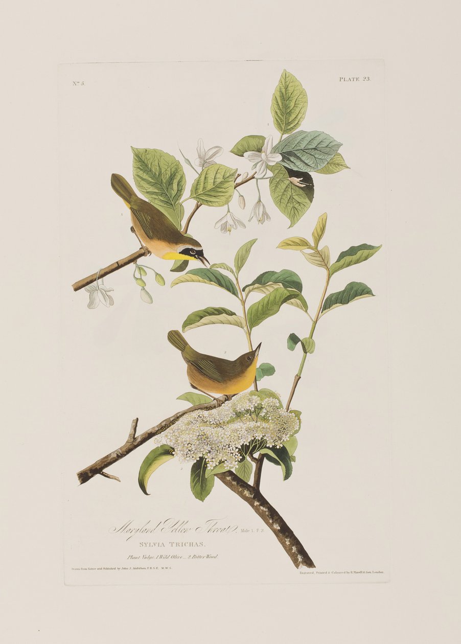 Illusztráció a "Birds of America"-ból alkotó: John James Audubon