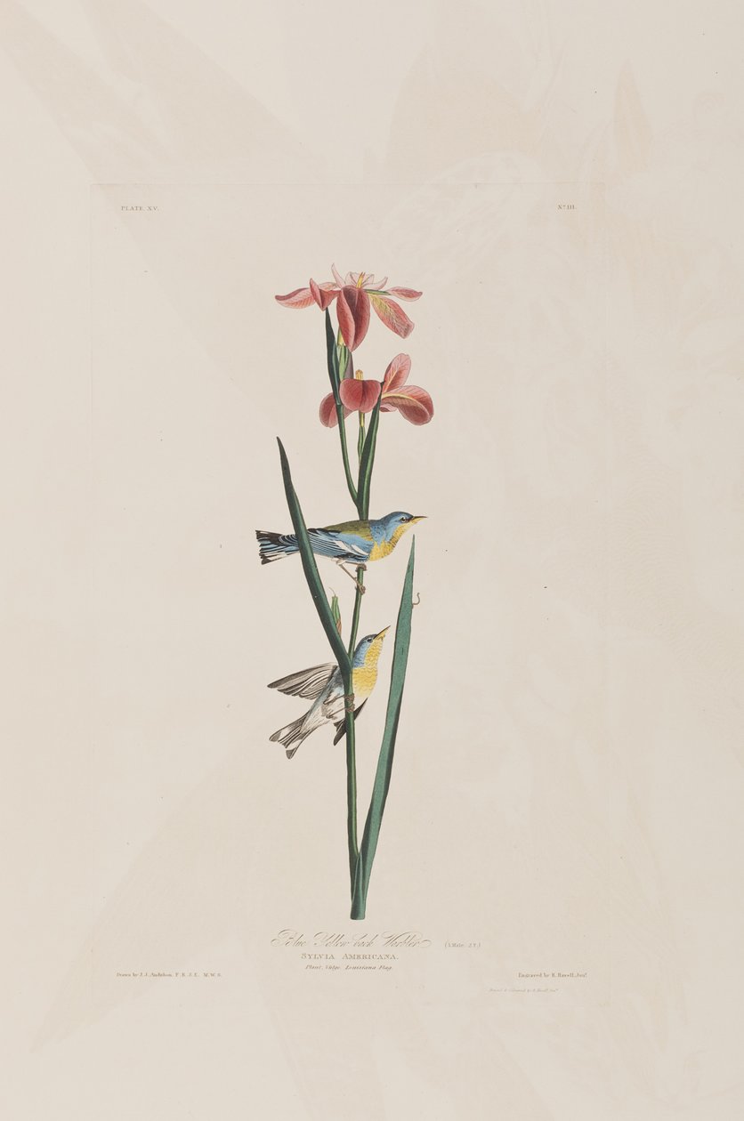 Illusztráció a "Birds of America"-ból alkotó: John James Audubon