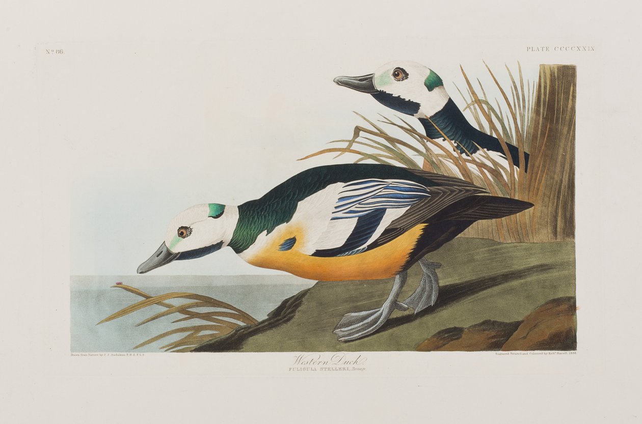 Illusztráció a "Birds of America"-ból alkotó: John James Audubon