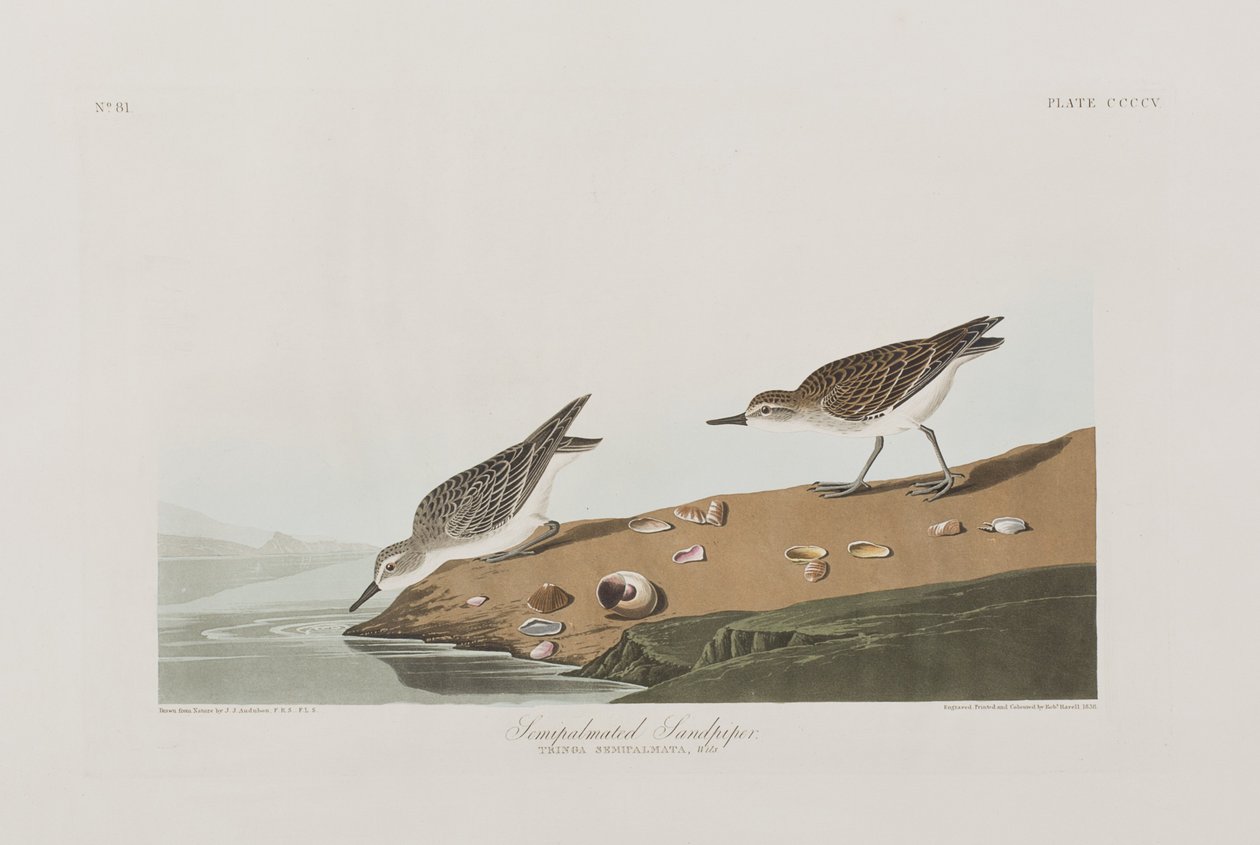 Illusztráció a "Birds of America"-ból alkotó: John James Audubon