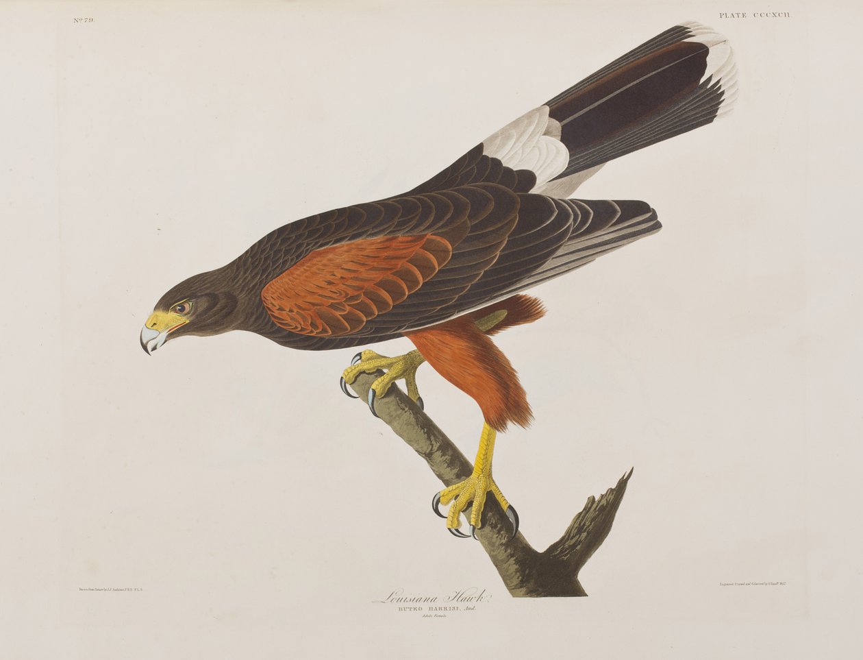Illusztráció a "Birds of America"-ból alkotó: John James Audubon