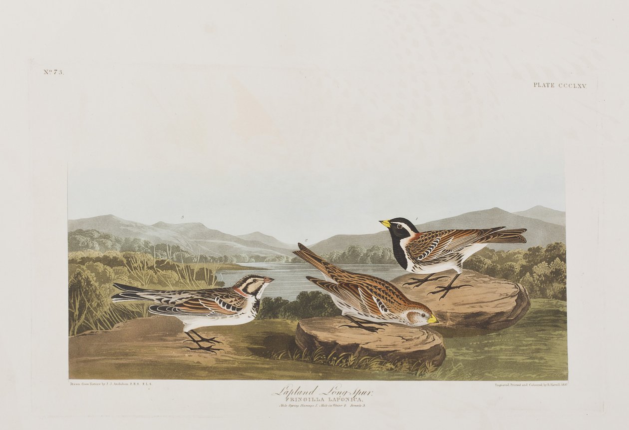 Illusztráció a "Birds of America"-ból alkotó: John James Audubon