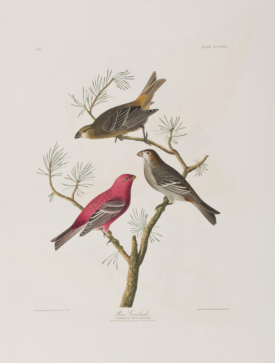 Illusztráció a "Birds of America"-ból alkotó: John James Audubon