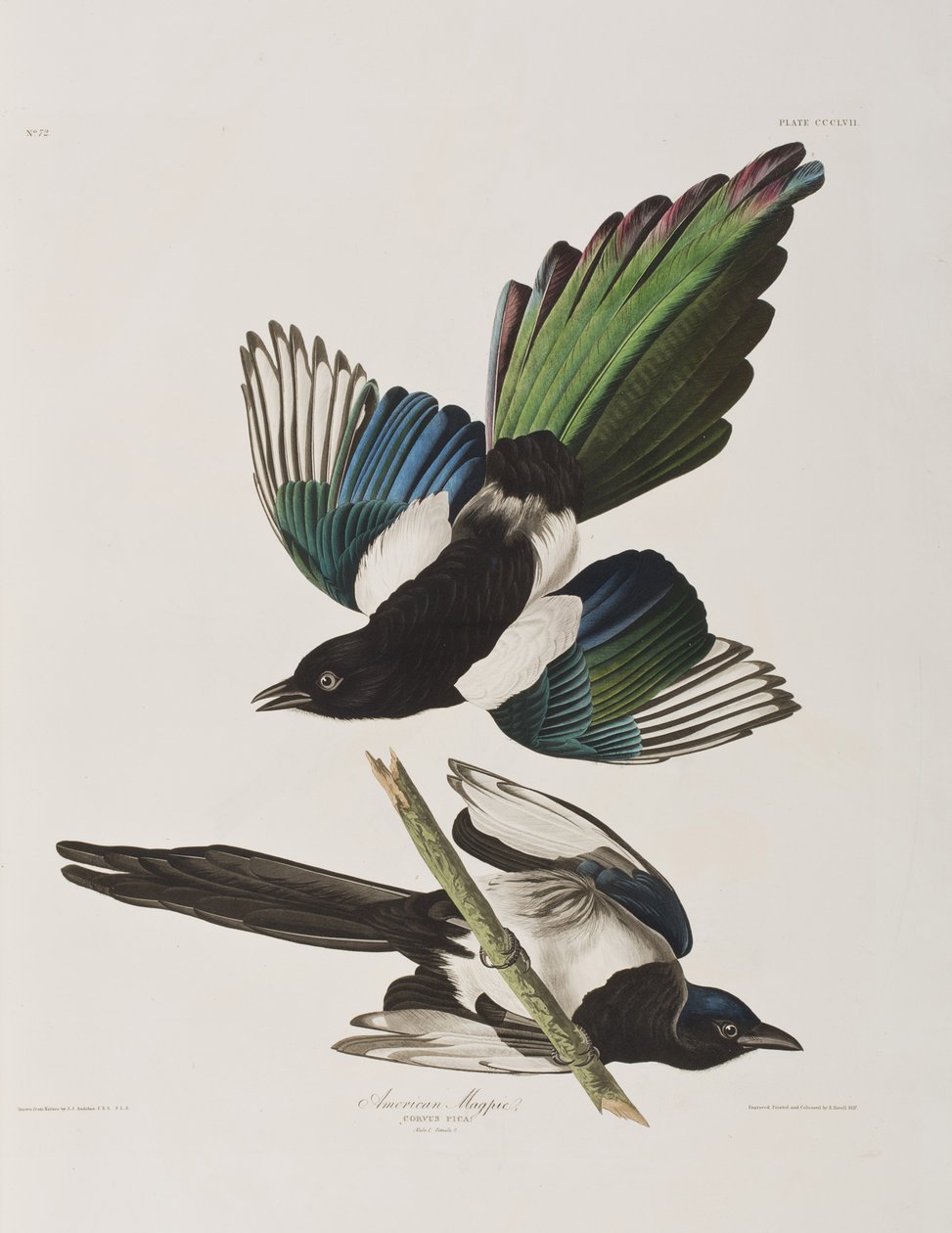 Illusztráció a "Birds of America"-ból alkotó: John James Audubon