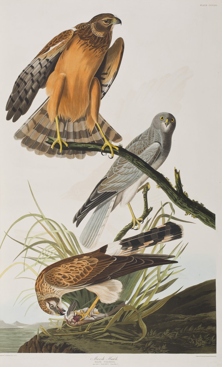 Illusztráció a "Birds of America"-ból alkotó: John James Audubon