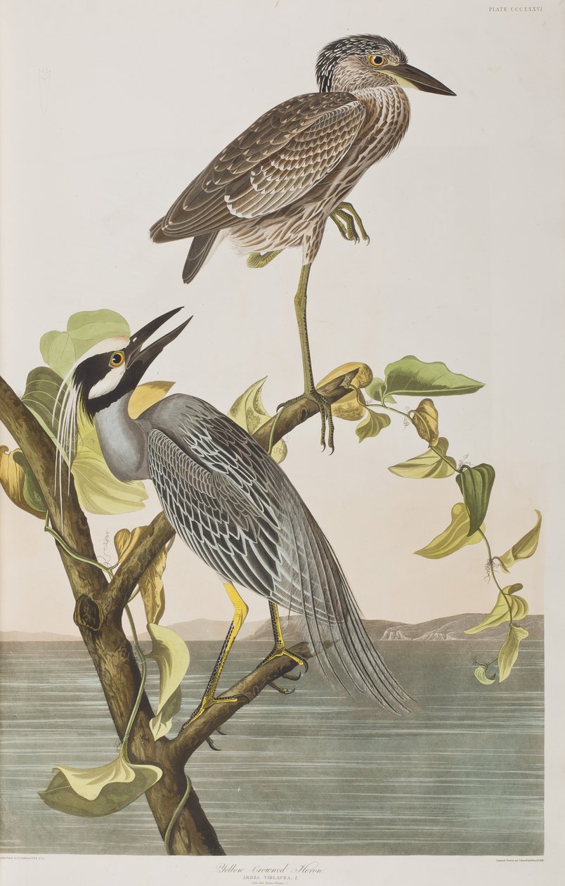 Illusztráció a "Birds of America"-ból alkotó: John James Audubon