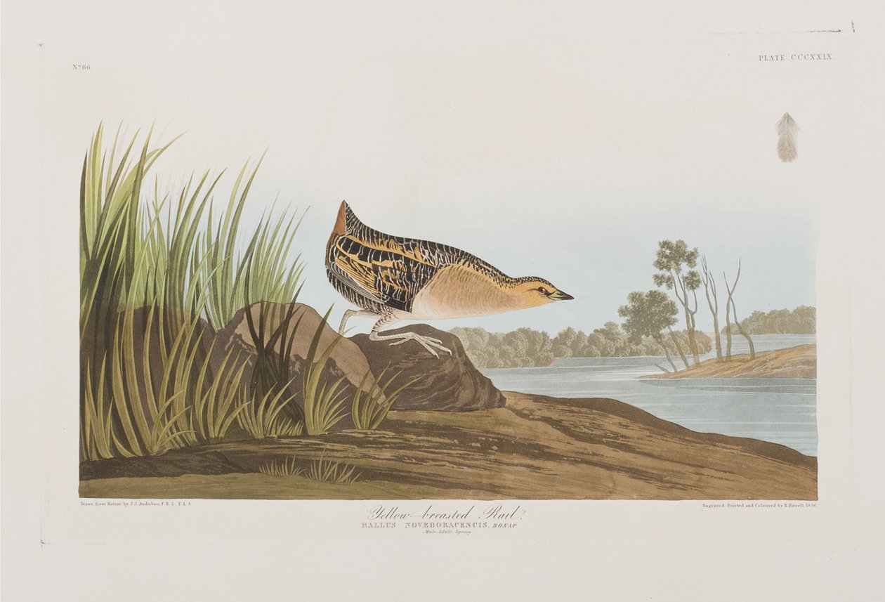 Illusztráció a "Birds of America"-ból alkotó: John James Audubon