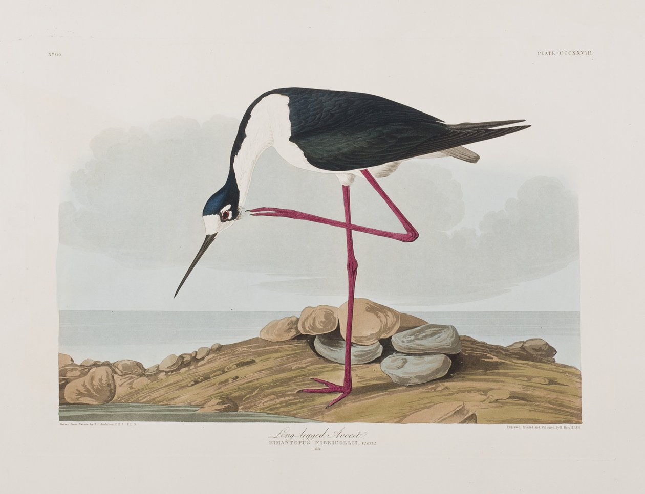 Illusztráció a "Birds of America"-ból alkotó: John James Audubon