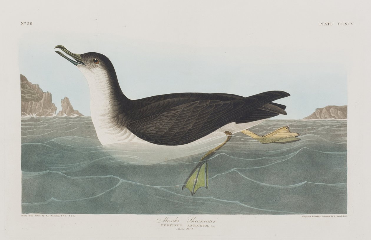 Illusztráció a "Birds of America"-ból alkotó: John James Audubon