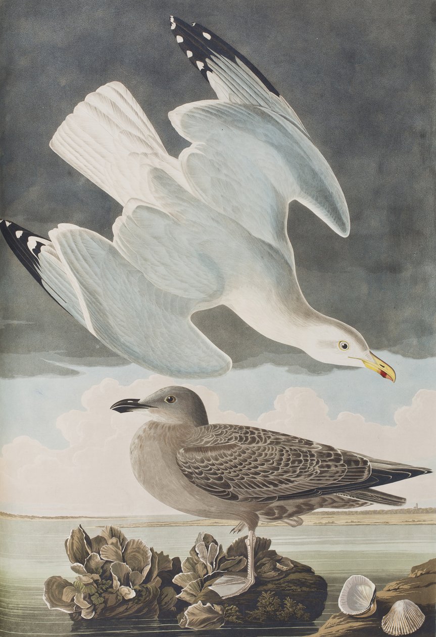 Illusztráció a "Birds of America"-ból alkotó: John James Audubon