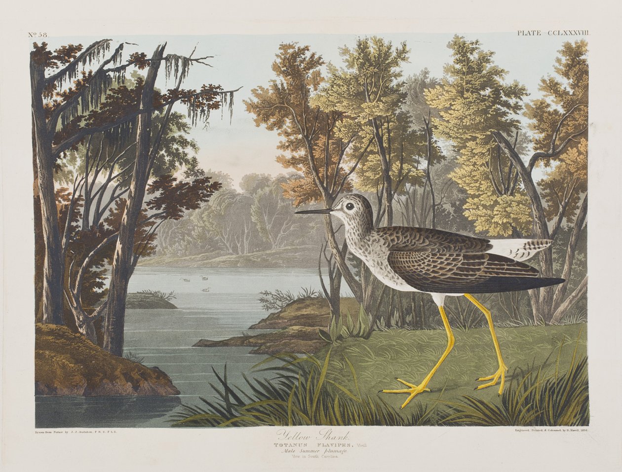 Illusztráció a "Birds of America"-ból alkotó: John James Audubon