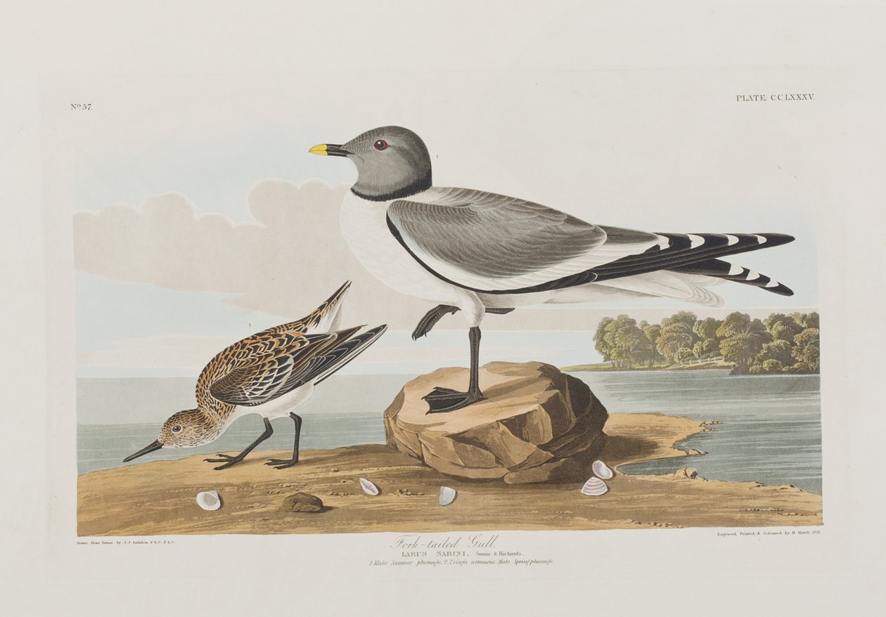 Illusztráció a "Birds of America"-ból alkotó: John James Audubon