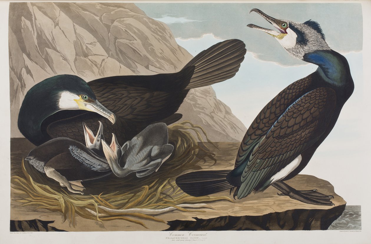 Illusztráció a "Birds of America"-ból alkotó: John James Audubon