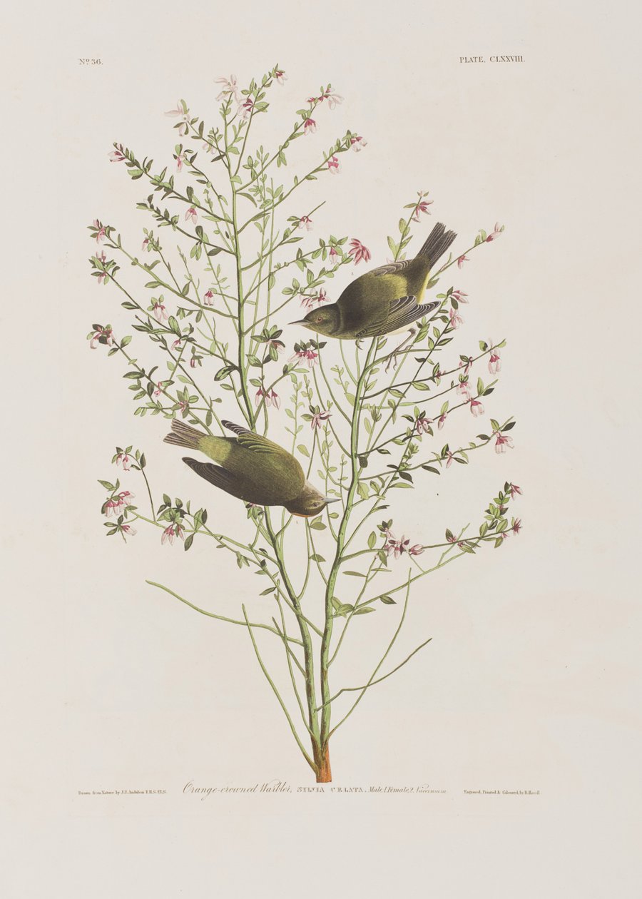 Illusztráció a "Birds of America"-ból alkotó: John James Audubon
