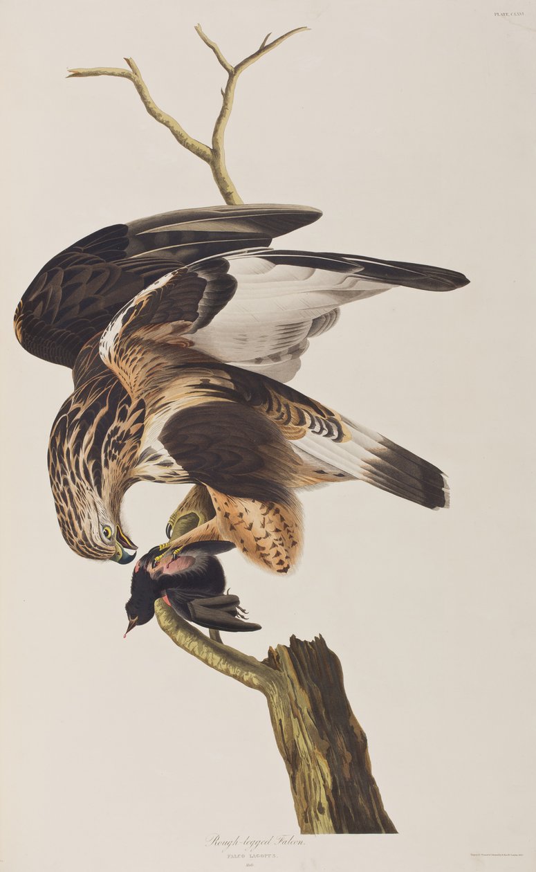 Illusztráció a "Birds of America"-ból alkotó: John James Audubon