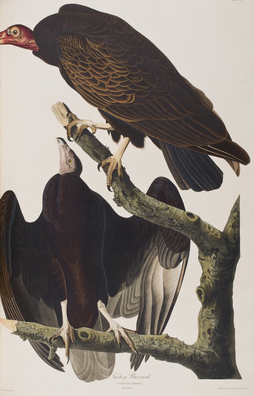 Illusztráció a "Birds of America"-ból alkotó: John James Audubon