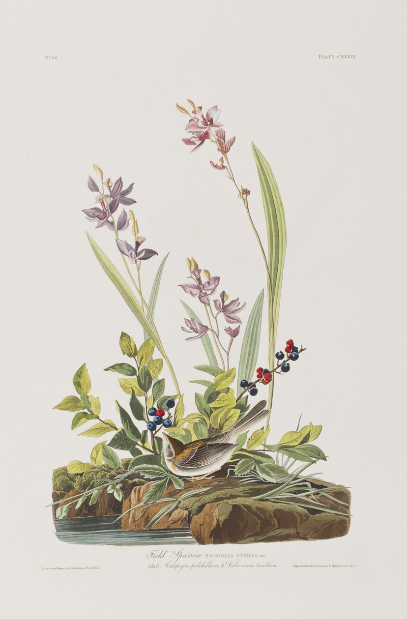 Illusztráció a "Birds of America"-ból alkotó: John James Audubon