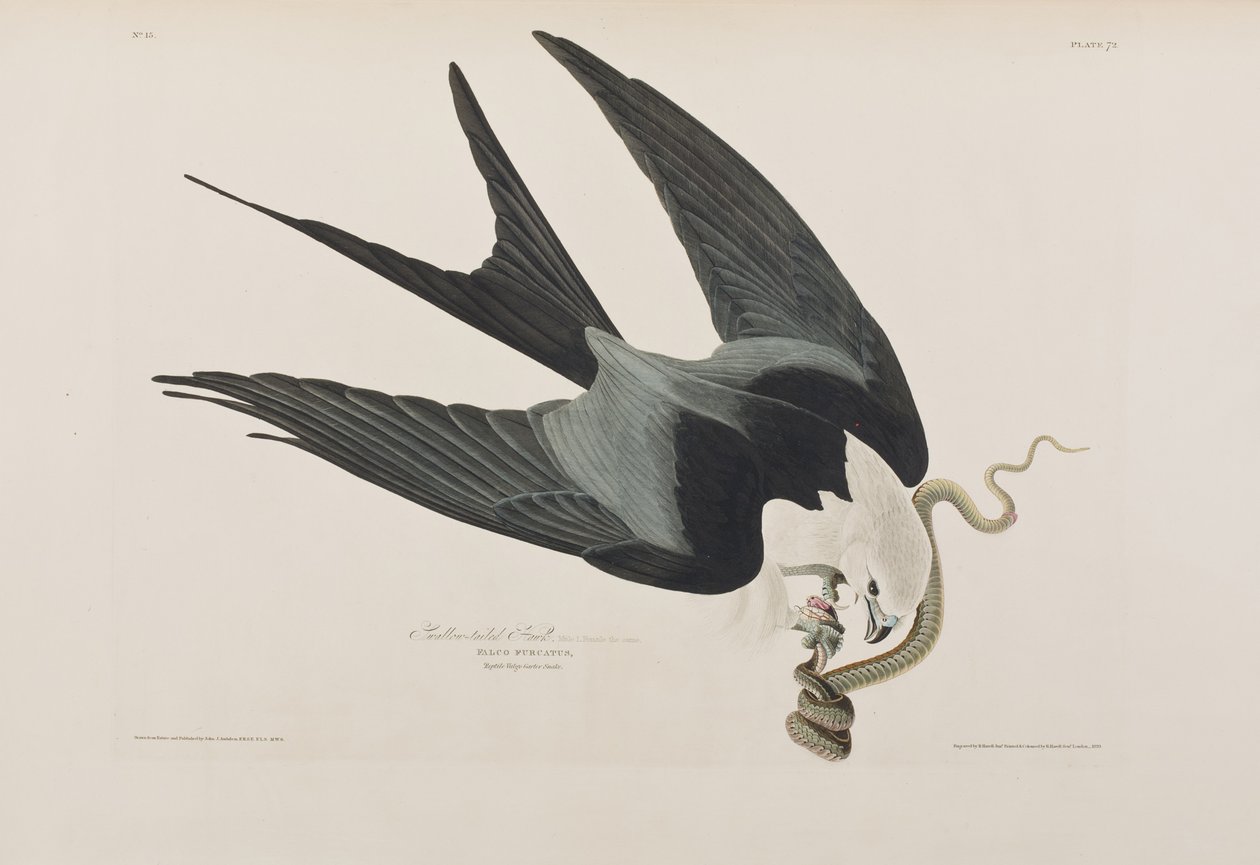 Illusztráció az "Amerika madarai"-ból alkotó: John James Audubon