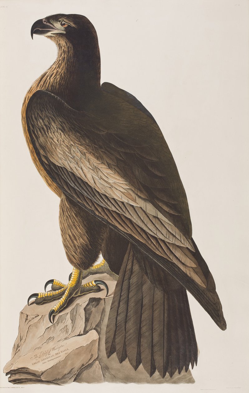 Illusztráció a "Birds of America"-ból alkotó: John James Audubon
