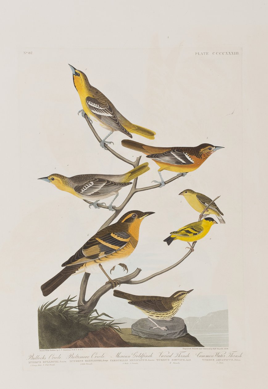 Illusztráció a "Birds of America"-ból alkotó: John James Audubon