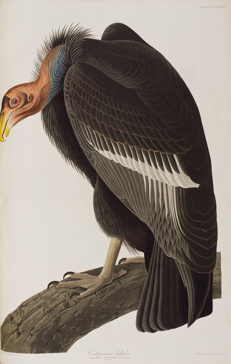 Illusztráció a "Birds of America"-ból alkotó: John James Audubon