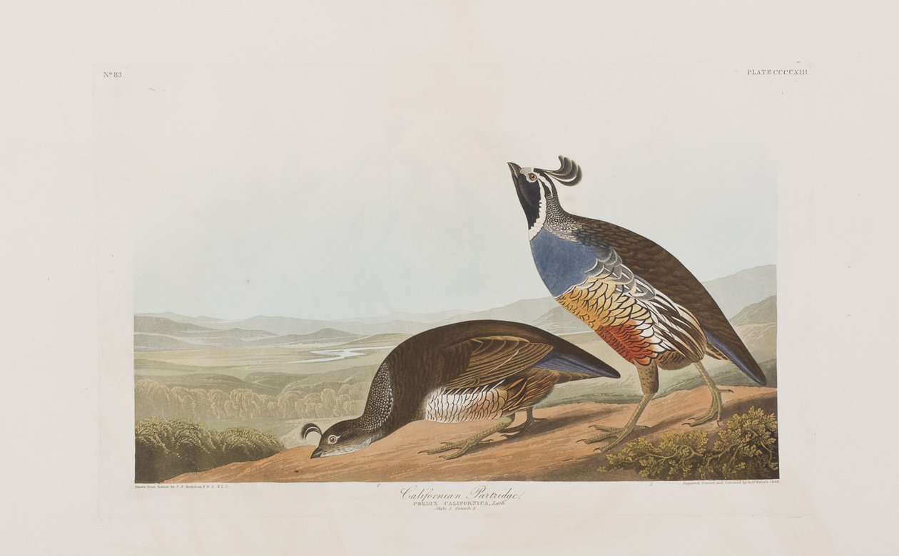 Illusztráció a "Birds of America"-ból alkotó: John James Audubon