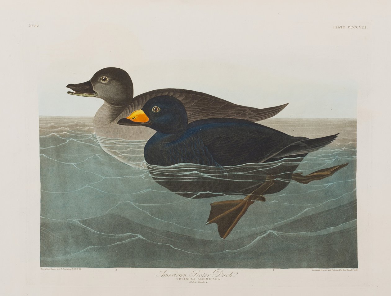 Illusztráció a "Birds of America"-ból alkotó: John James Audubon