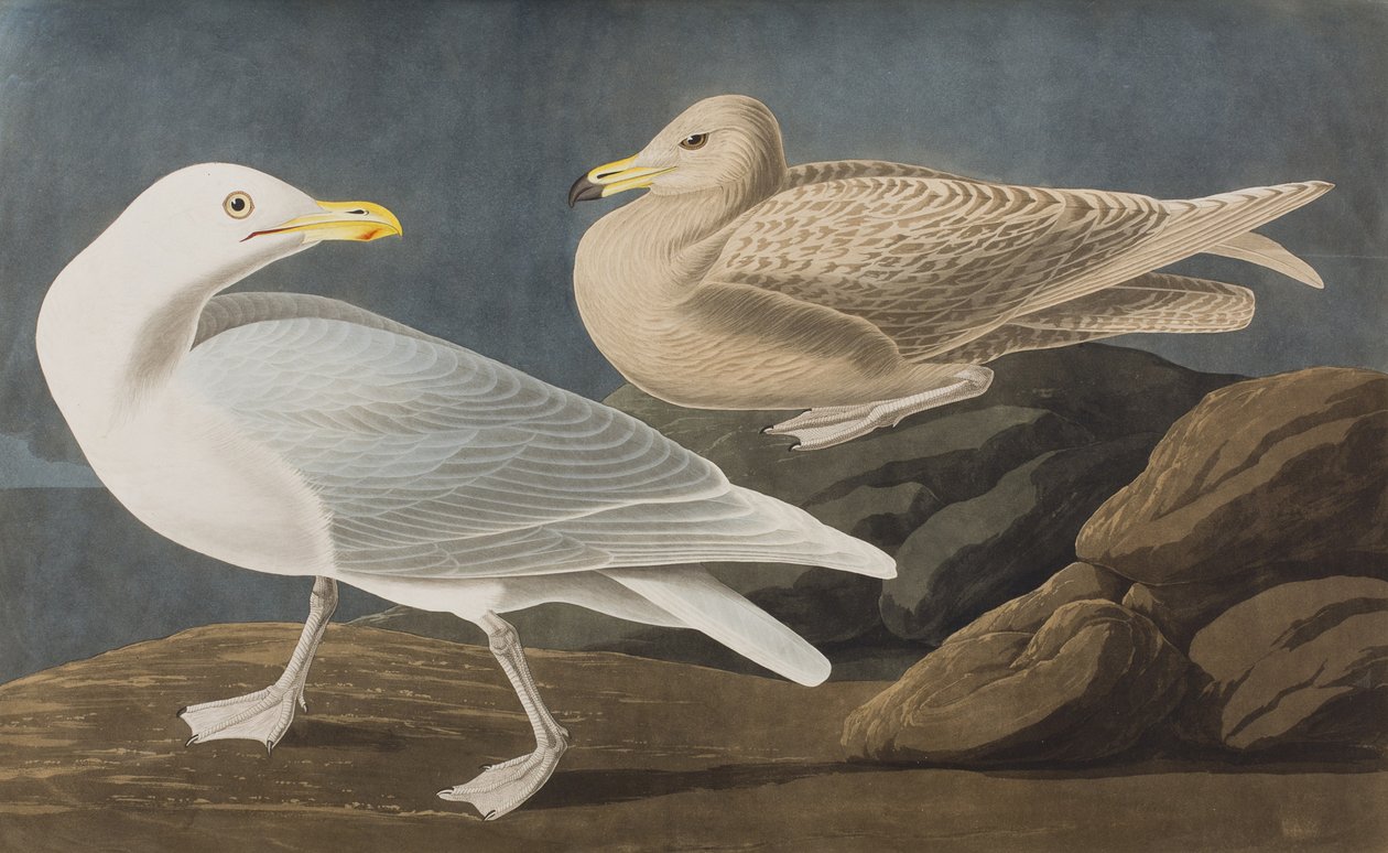Illusztráció a "Birds of America"-ból alkotó: John James Audubon