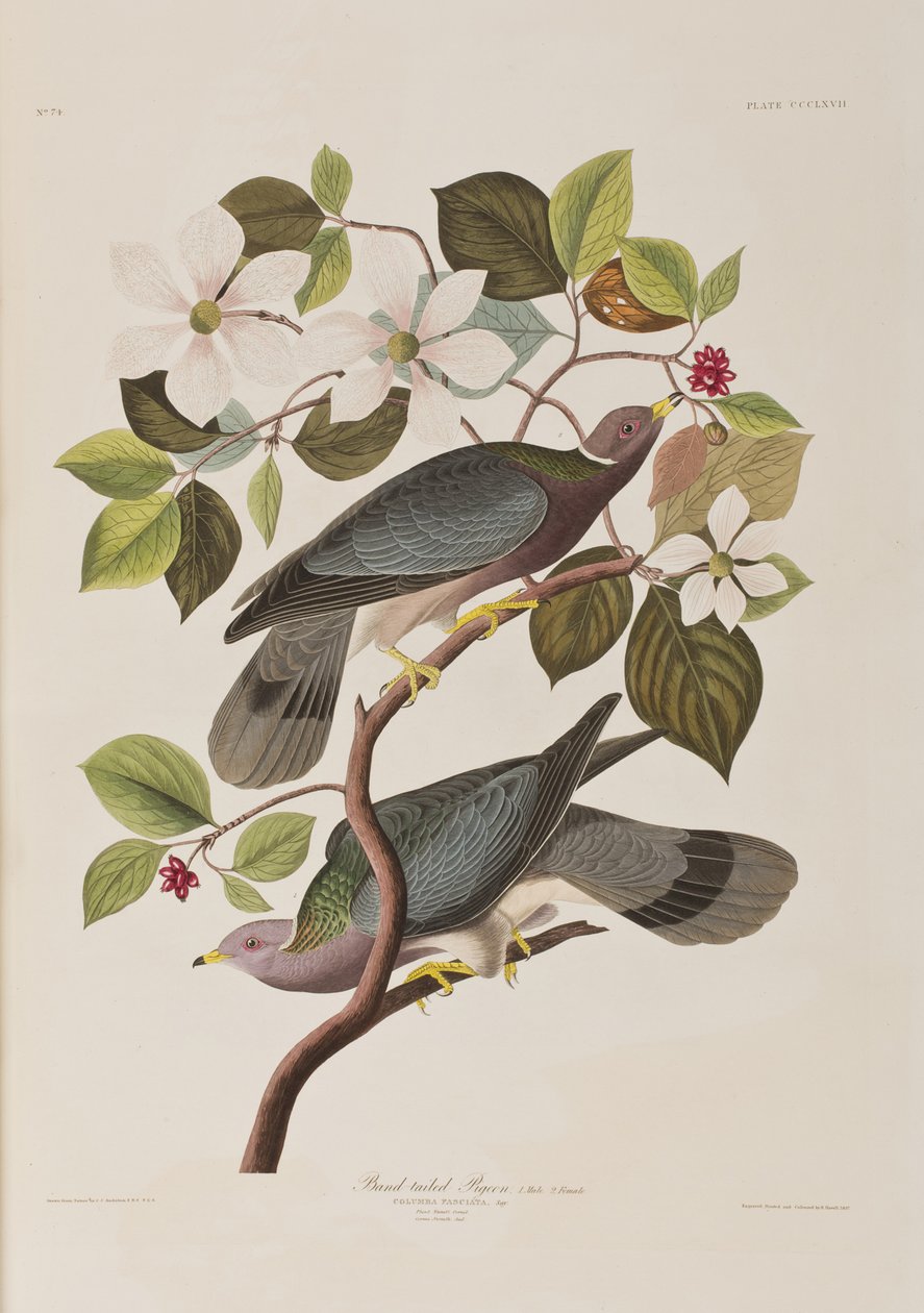 Illusztráció a "Birds of America"-ból alkotó: John James Audubon