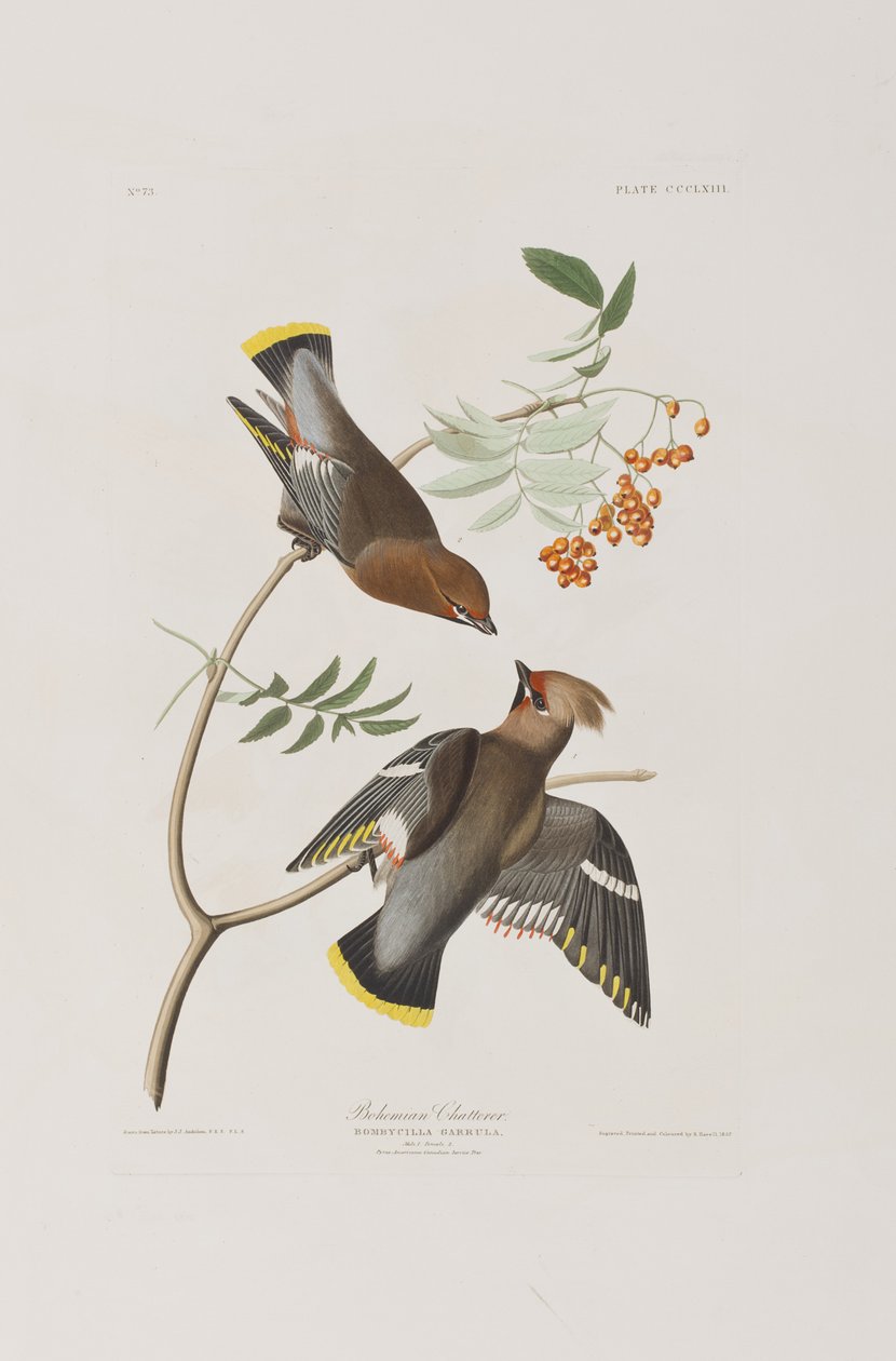 Illusztráció a "Birds of America"-ból alkotó: John James Audubon