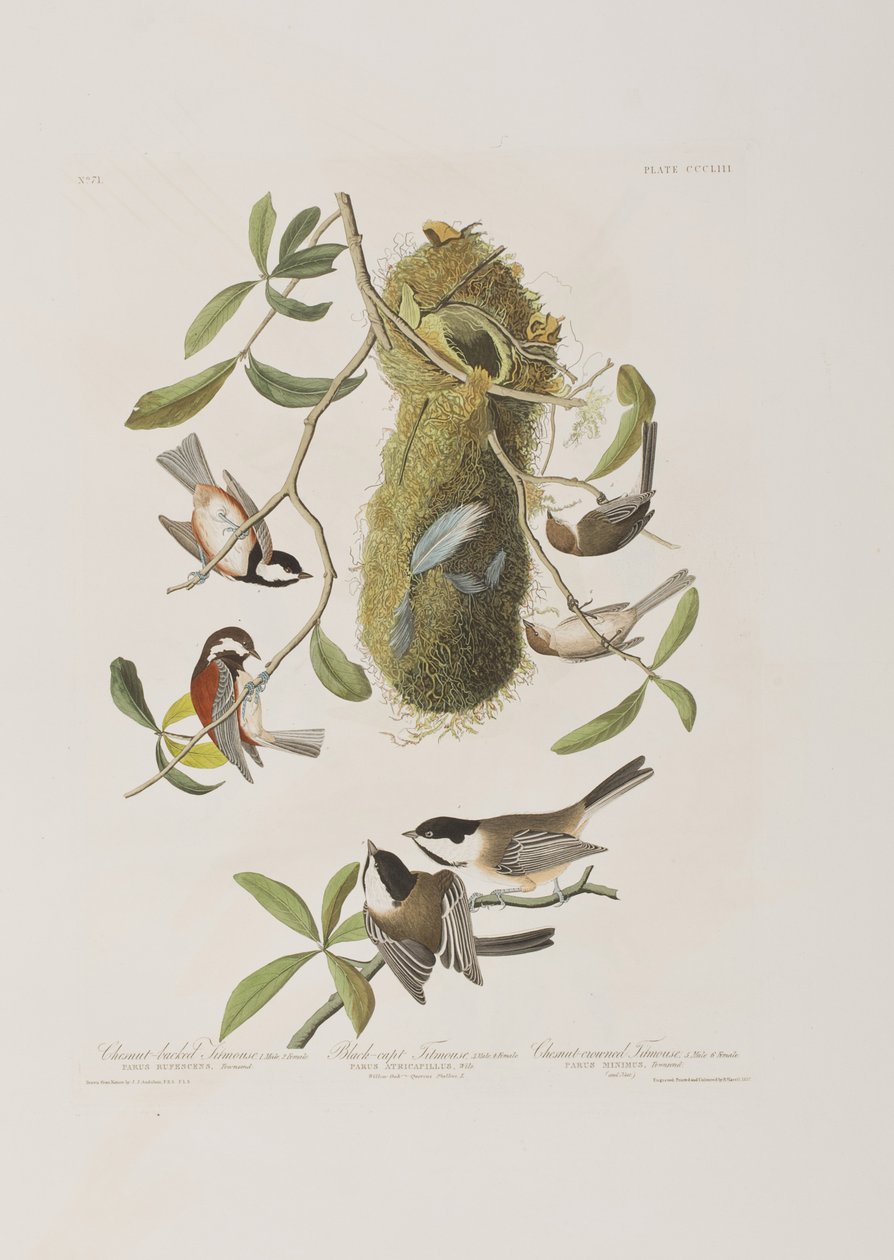 Illusztráció a "Birds of America"-ból alkotó: John James Audubon