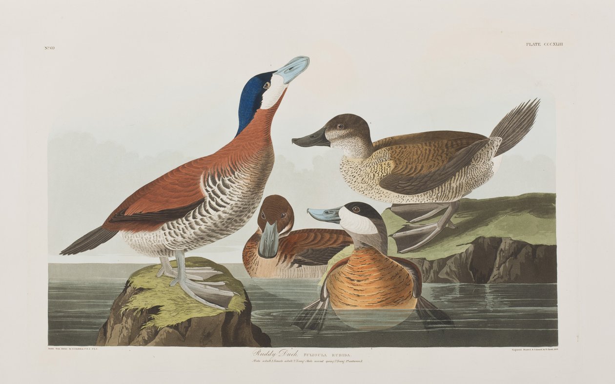 Illusztráció a "Birds of America"-ból alkotó: John James Audubon