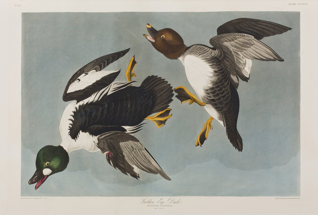 Illusztráció a "Birds of America"-ból alkotó: John James Audubon