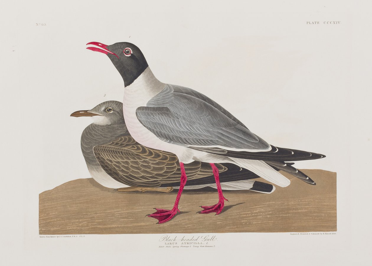 Illusztráció a "Birds of America"-ból alkotó: John James Audubon