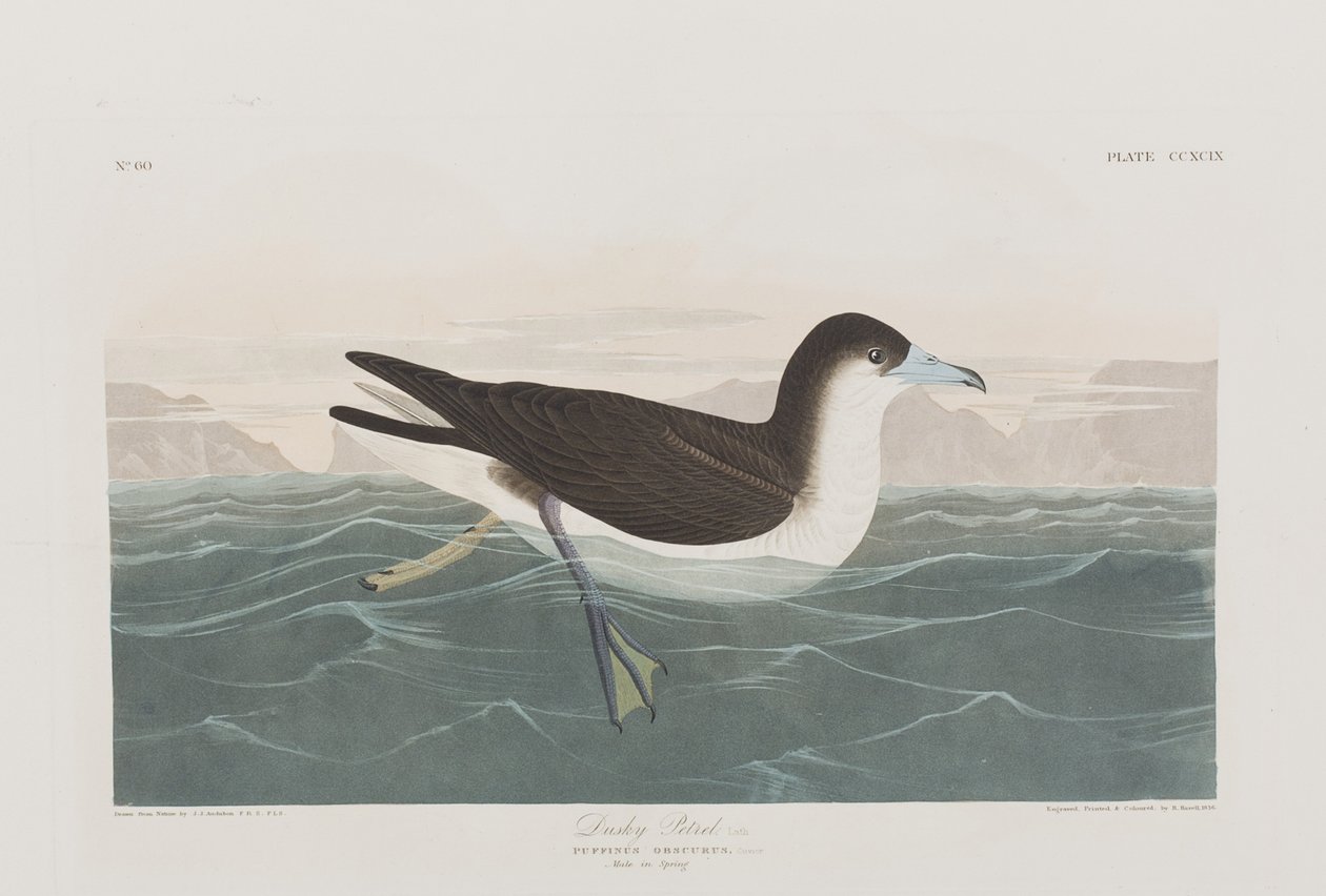 Illusztráció a "Birds of America"-ból alkotó: John James Audubon