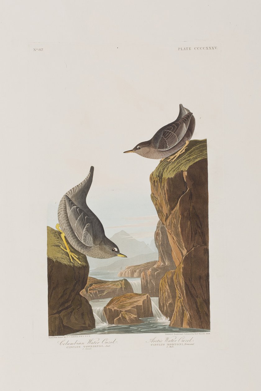 Illusztráció a "Birds of America"-ból alkotó: John James Audubon