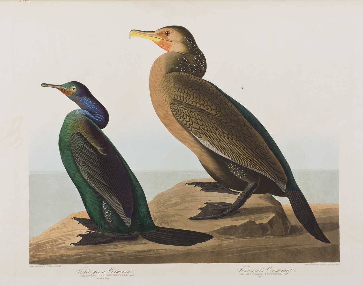 Illusztráció a "Birds of America"-ból alkotó: John James Audubon