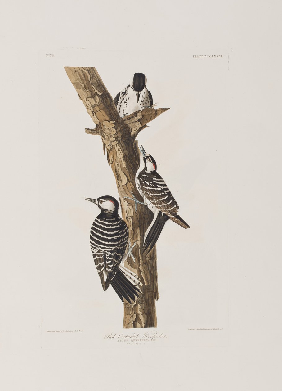 Illusztráció a "Birds of America"-ból alkotó: John James Audubon