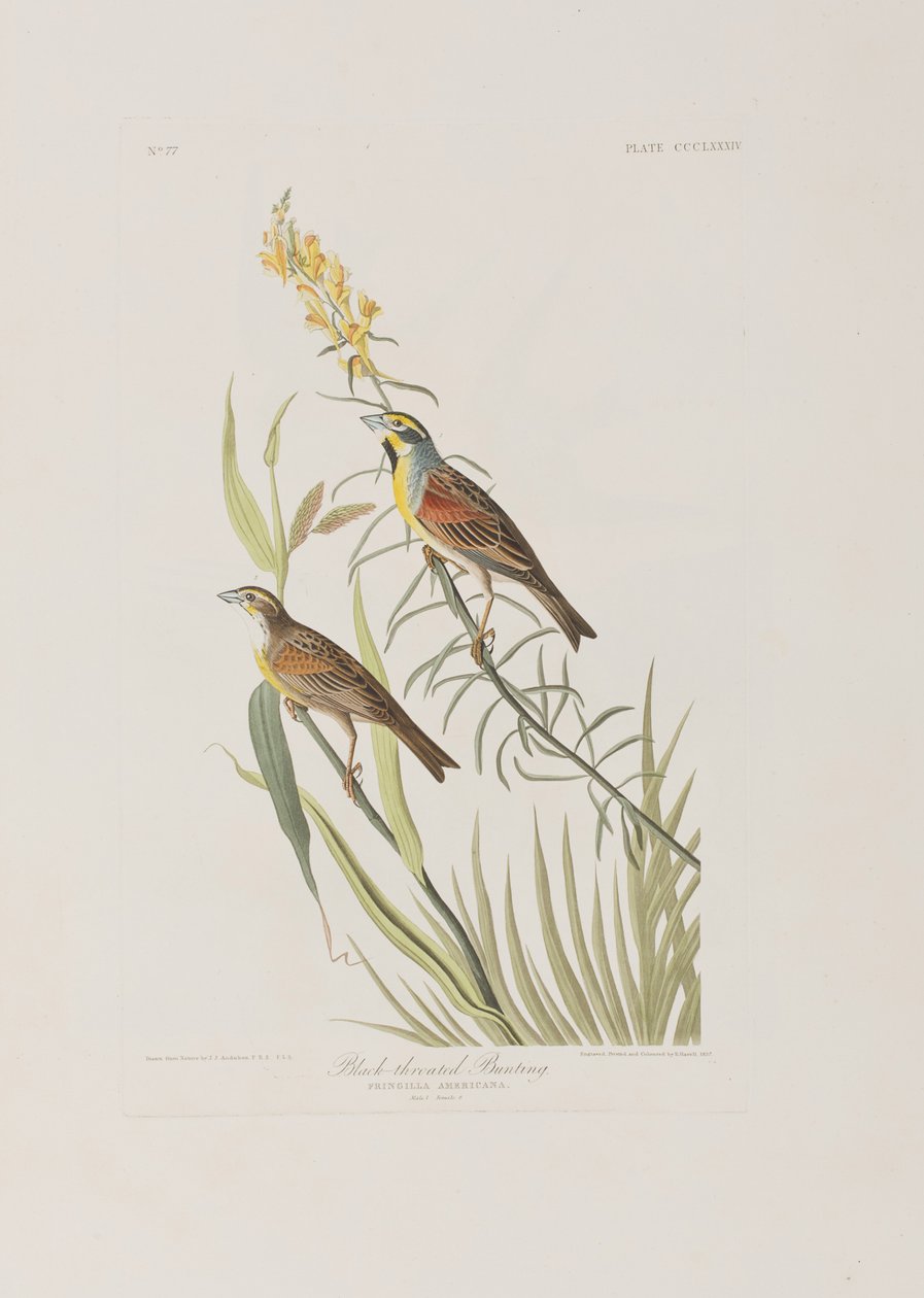 Illusztráció a "Birds of America"-ból alkotó: John James Audubon