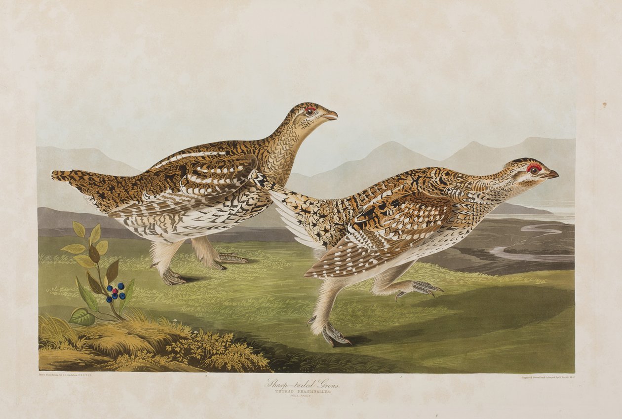 Illusztráció a "Birds of America"-ból alkotó: John James Audubon
