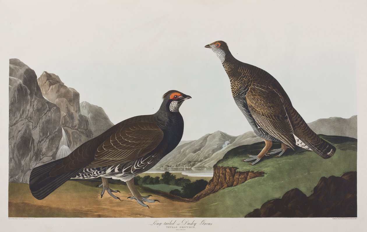 Illusztráció a "Birds of America"-ból alkotó: John James Audubon