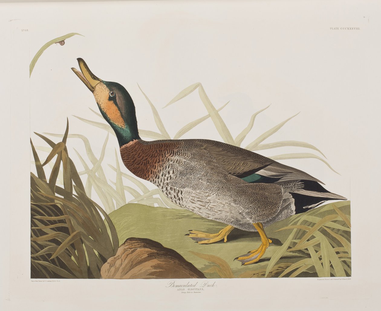 Illusztráció a "Birds of America"-ból alkotó: John James Audubon
