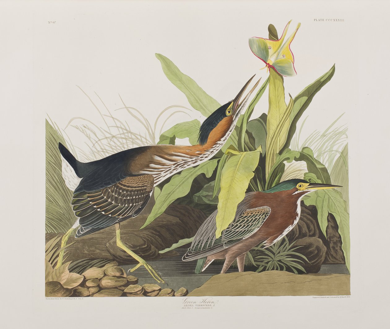 Illusztráció az "Amerika madarai"-ból alkotó: John James Audubon