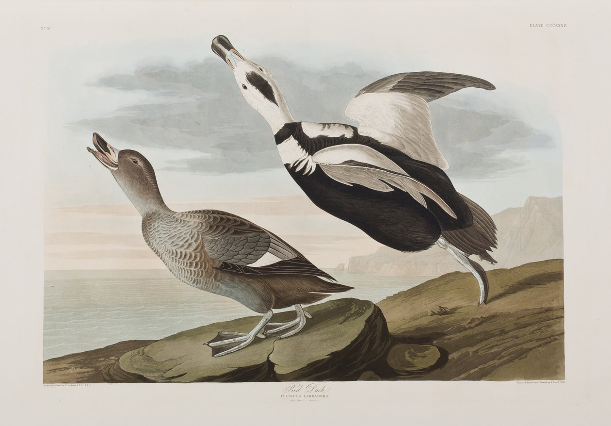 Illusztráció a "Birds of America"-ból alkotó: John James Audubon