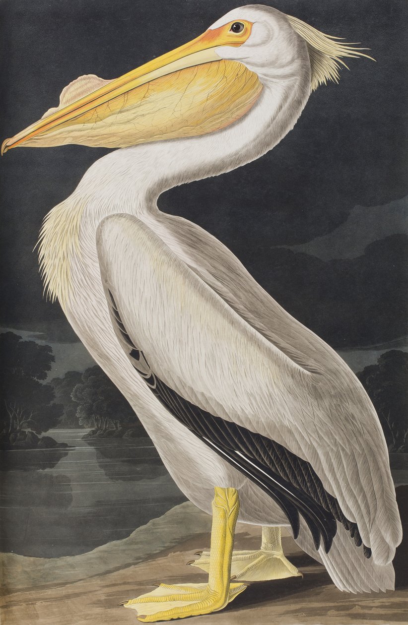 Illusztráció a "Birds of America"-ból alkotó: John James Audubon