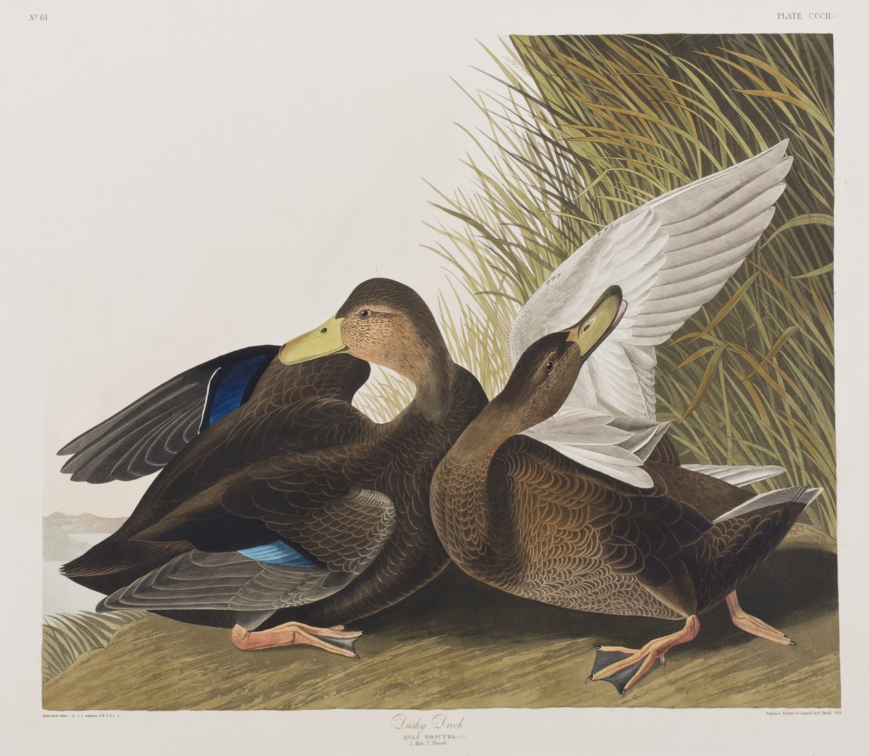 Illusztráció a "Birds of America"-ból alkotó: John James Audubon